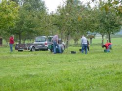 Obsternte Und Maischen 2012 08